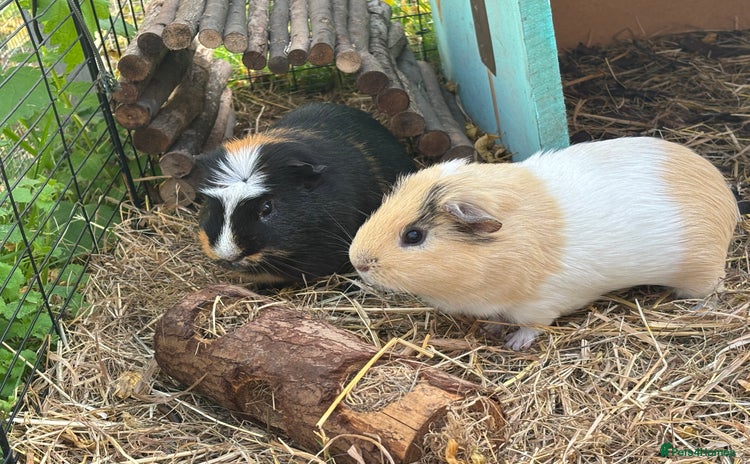 Guinea Pig rodents - Advert 2