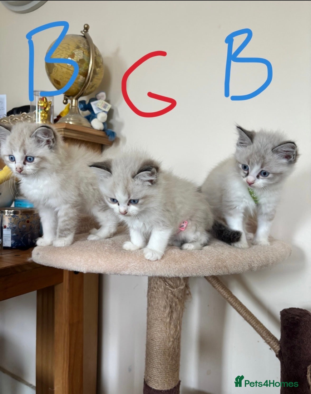 Ragdoll cats 2 Ragdoll Bicol boys and 1 girl left - Advert 12