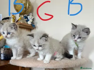 Ragdoll cats 2 Ragdoll Bicol boys and 1 girl left - Advert 12
