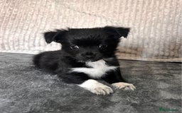 Mixed Breed dogs for sale: Chihuahua X jack Russel Puppies  - Image 4