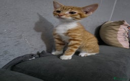 Mixed Breed cats for sale: Kittens ready for new homes - Image 3