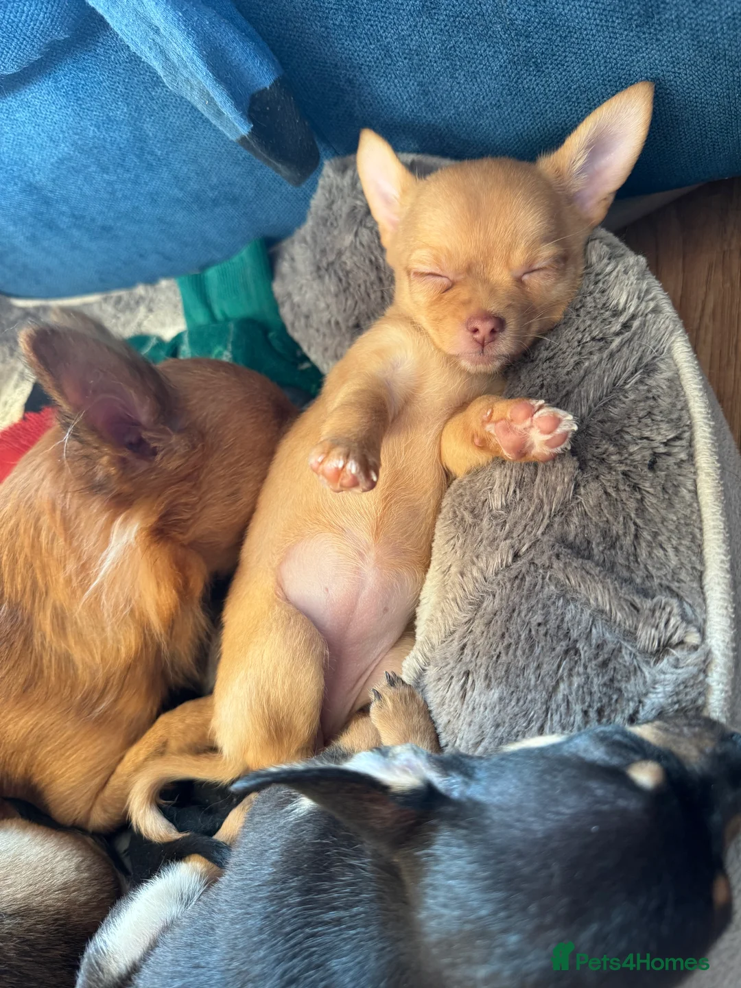Chihuahua dogs for sale: Female Chihuahua READY NOW - Advert 4