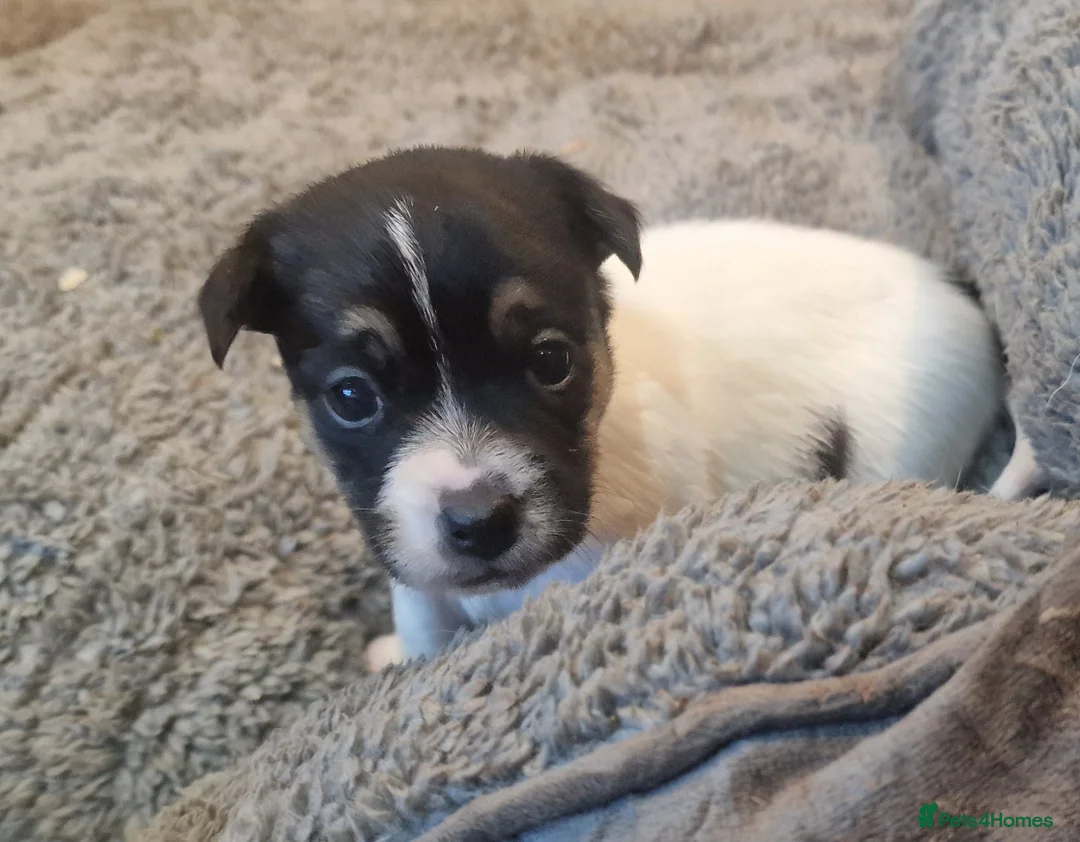 Jack Russell dogs for sale: Stunning Jack Russells, DNA health tested parents - Advert 10