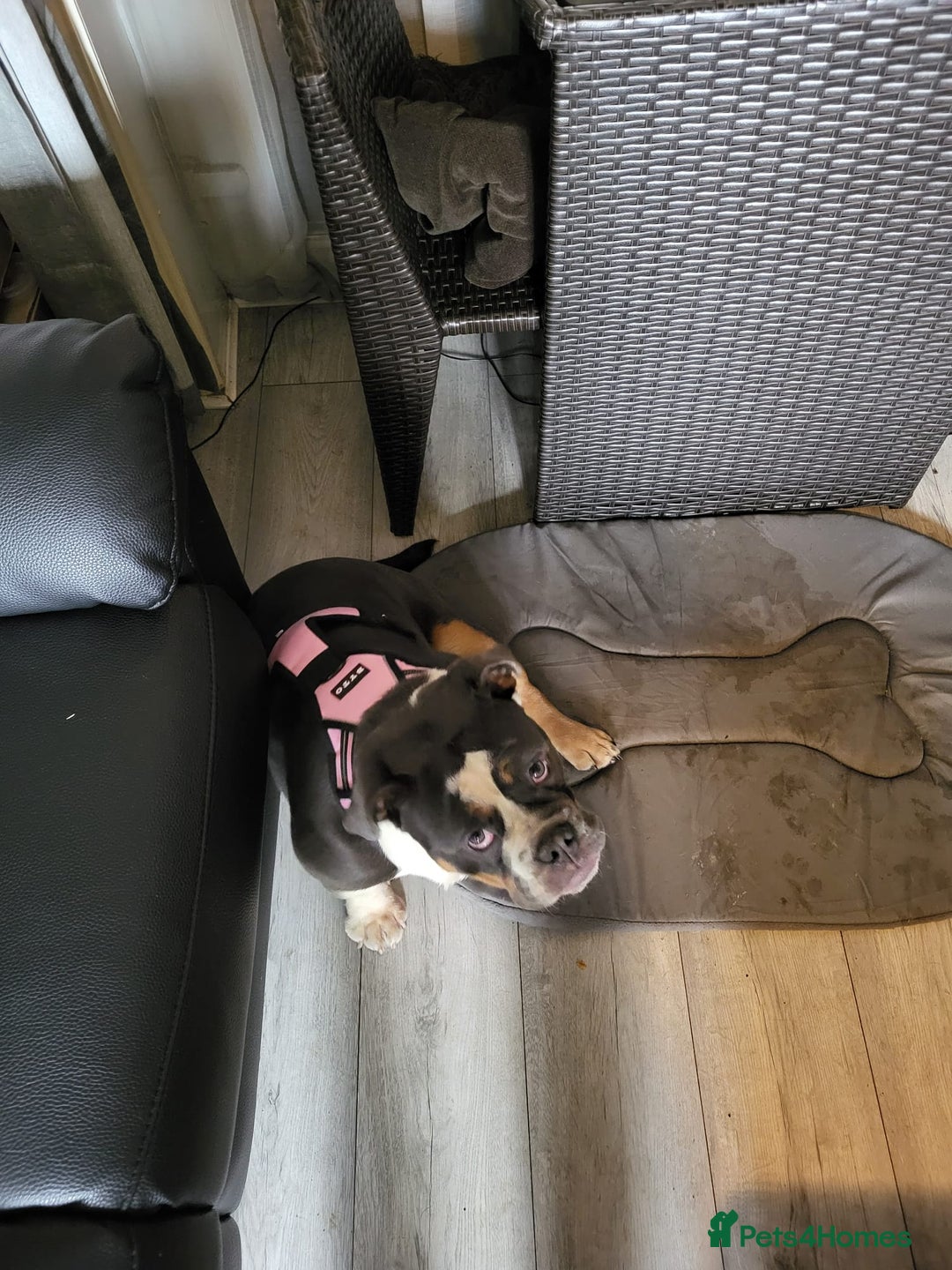 Olde English Bulldogge dogs for sale: Olde tyme English bulldog for sale - Image 4