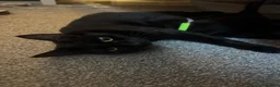 Mixed Breed cats for sale: 5 gorgeous kittens needing a home - Advert 1