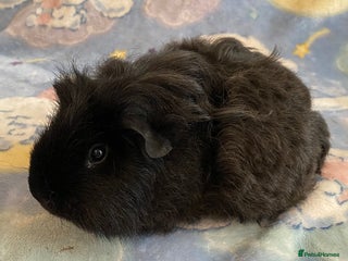 Guinea Pig rodents in Saint Helens - Advert 37