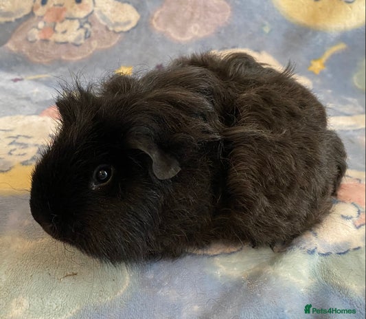 Guinea Pig rodents in Saint Helens - Advert 16