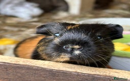 Guinea Pig rodents for sale: Baby Guinea Pigs - Image 1