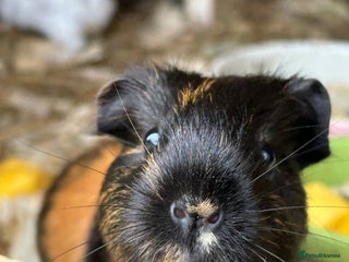 Guinea Pig rodents - Advert 15