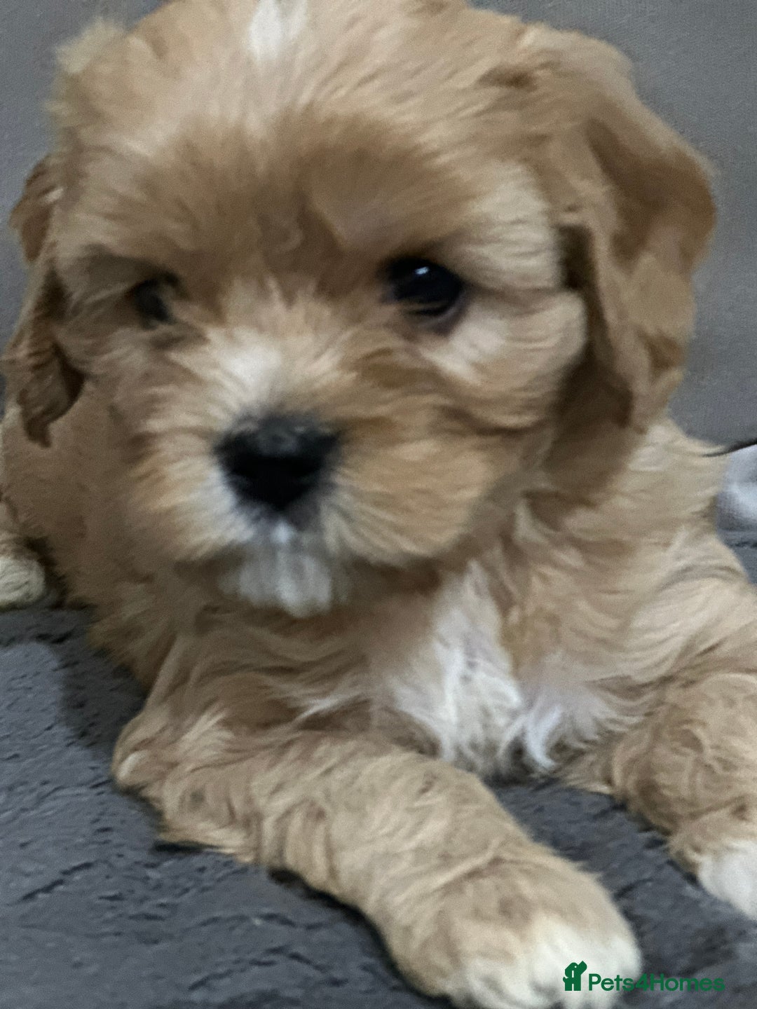 Cavapoo dogs for sale: Six cavapoo puppies F2( d.o.b. 23.10.2025) - Advert 18