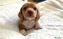 Miniature Dachshund dogs for sale: ‼️Last pup left‼️ 🐾Pied girl with ticked paws 🐾  - Image 18