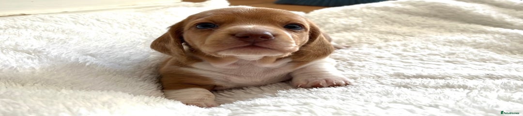 Miniature Dachshund Puppy 3