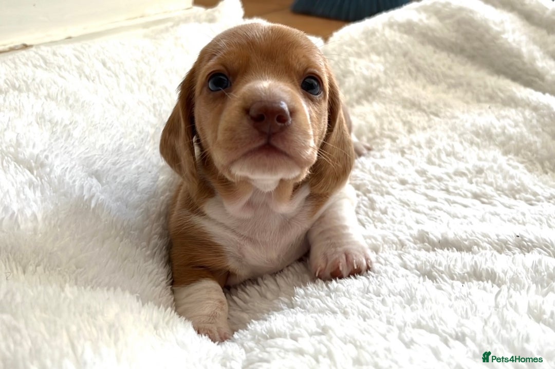 Miniature Dachshund dogs for sale: ‼️Last pup left‼️ 🐾Pied girl with ticked paws 🐾  - Image 18