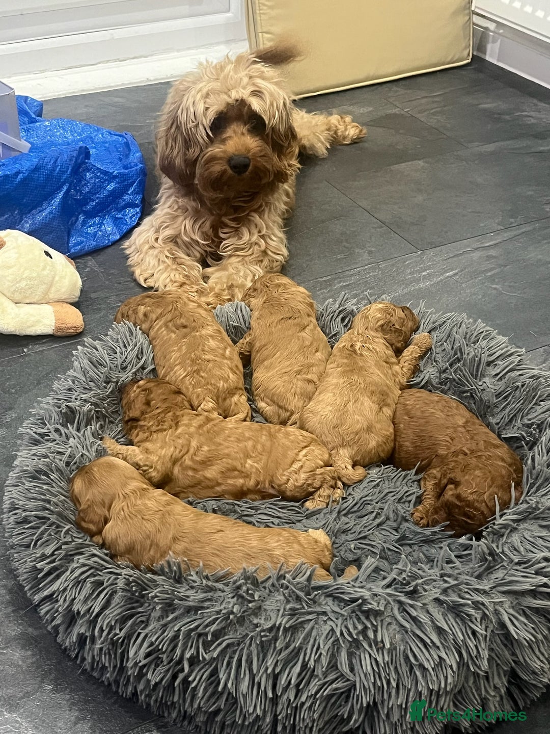 Cavapoo dogs for sale: F1B CAVAPOO FOX RED - Image 13