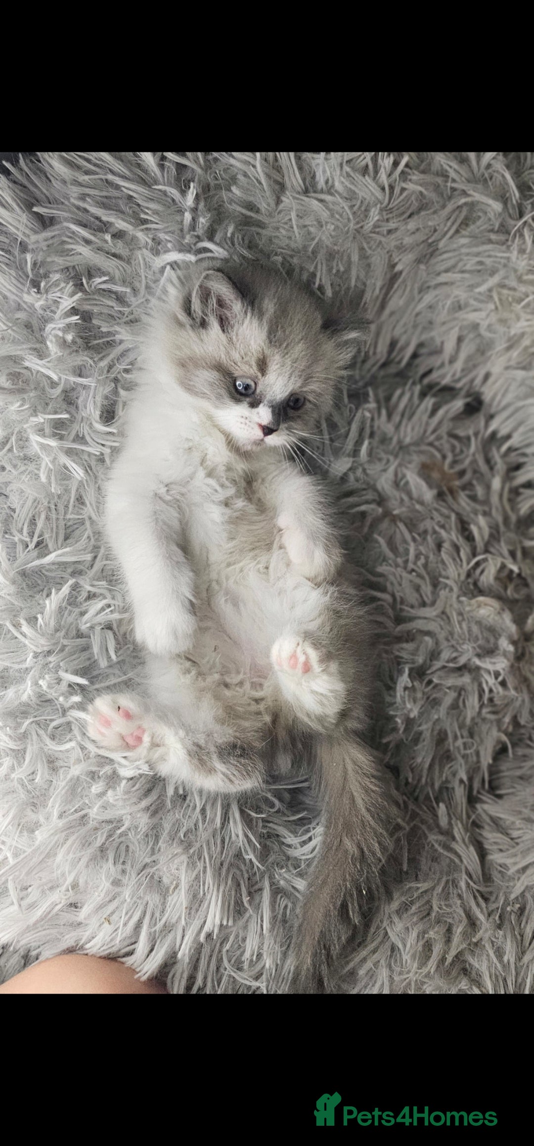 Ragdoll cats for sale: Girl ragdoll  - Advert 5