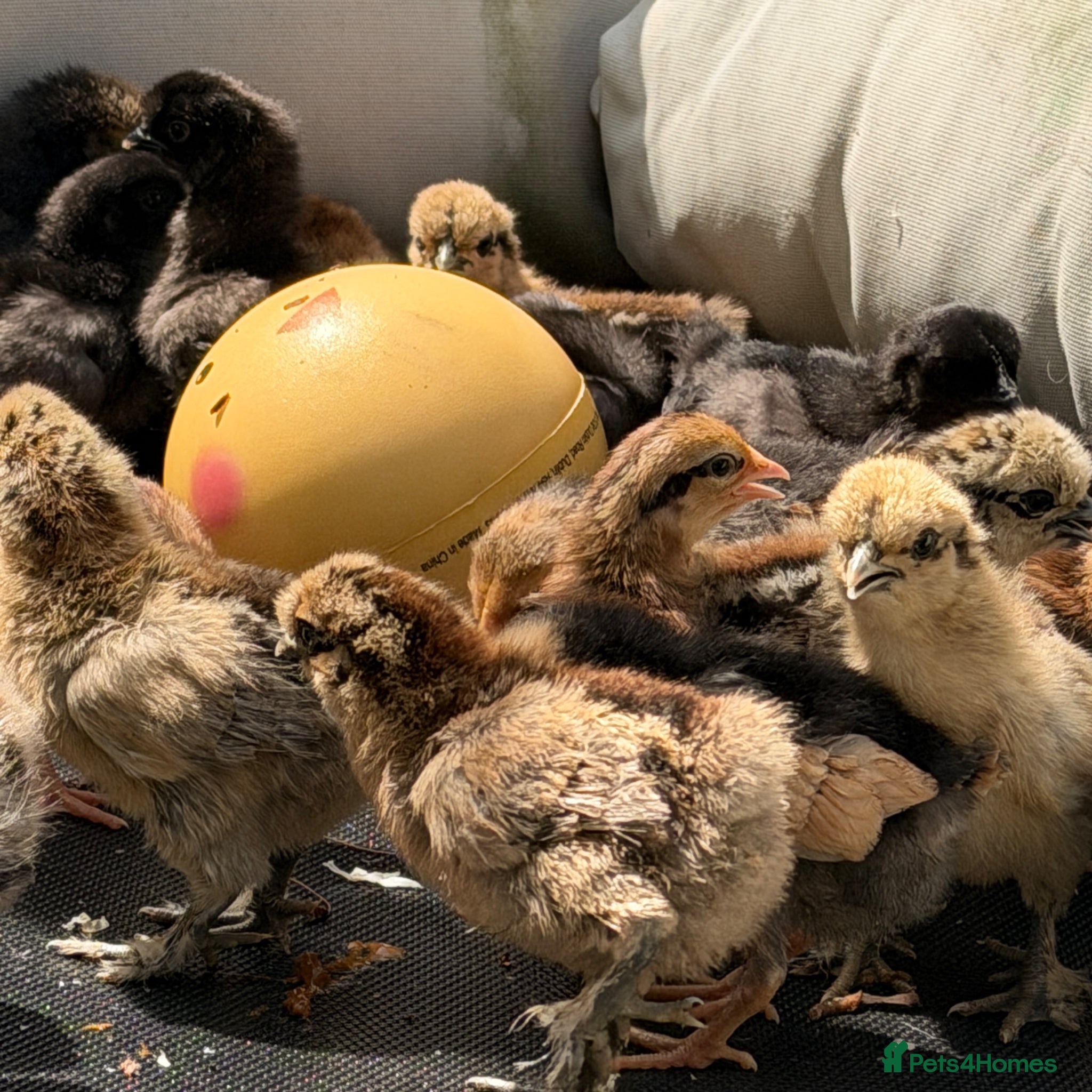 Chickens poultry Silkie chicks  - Advert 2