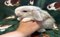 Mini Lop rabbits for sale: Beautiful Baby Mini lops ready now  - Image 9