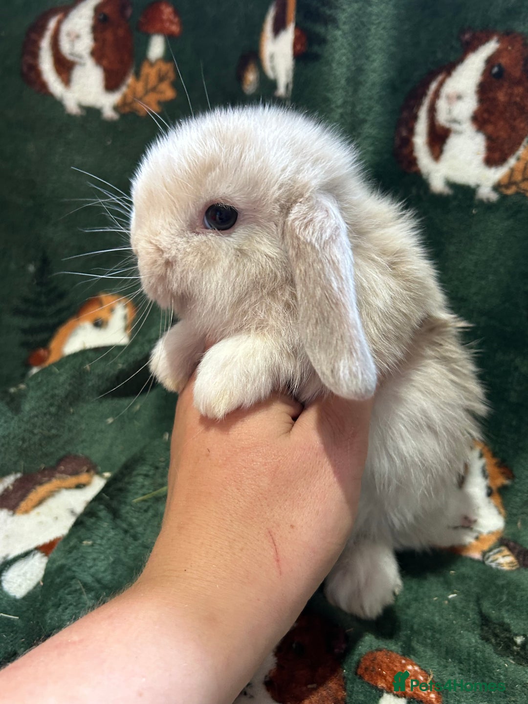Mini Lop rabbits for sale: Beautiful Baby Mini lops ready now  - Image 9