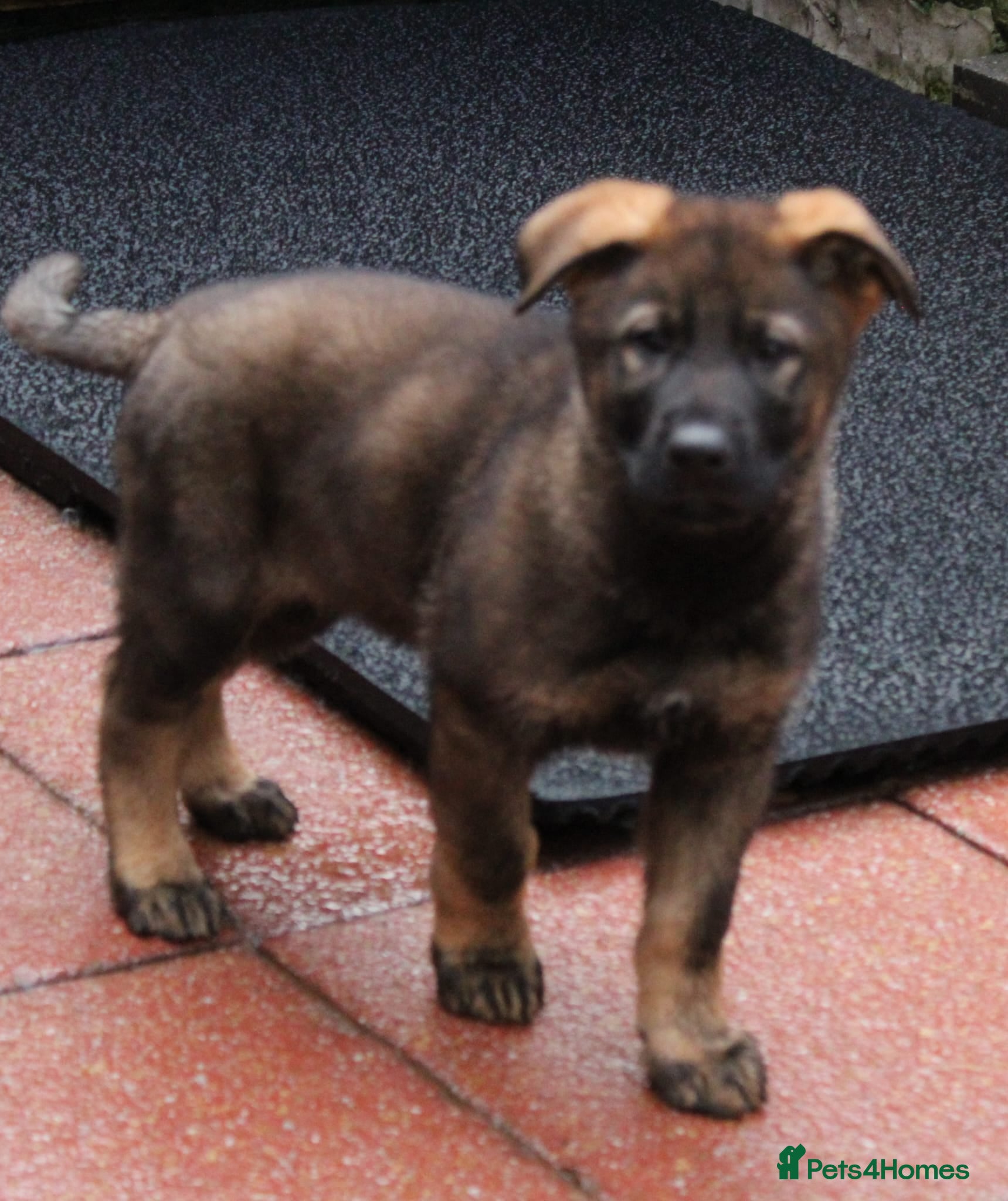 German Shepherd dogs Beautiful KC Registered Gsd Puppy Ready now😍😍 - Advert 2