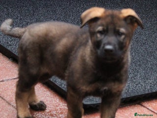 German Shepherd dogs Beautiful KC Registered Gsd Puppy Ready now😍😍 - Advert 14