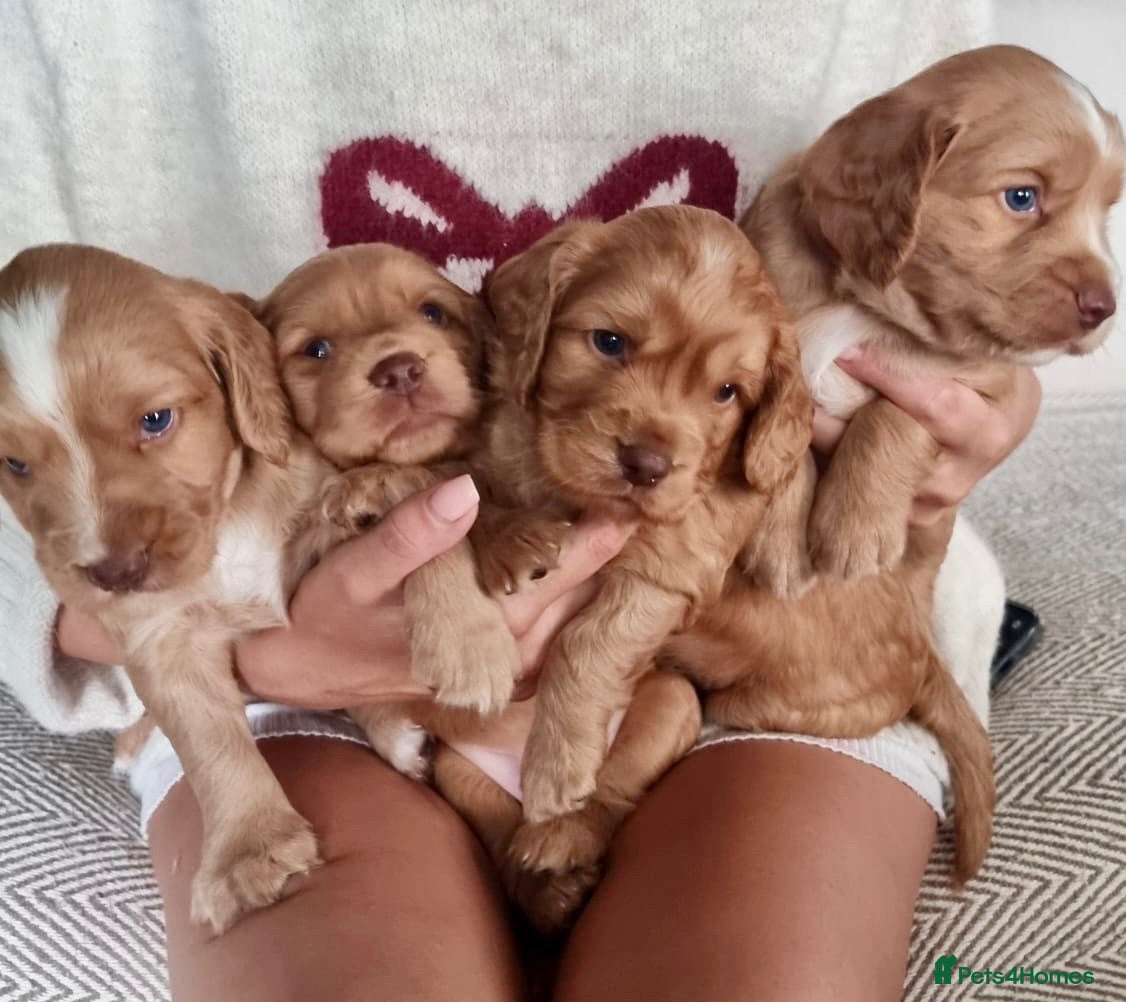 Cocker Spaniel dogs Working Cocker Spaniel Puppies - Advert 18