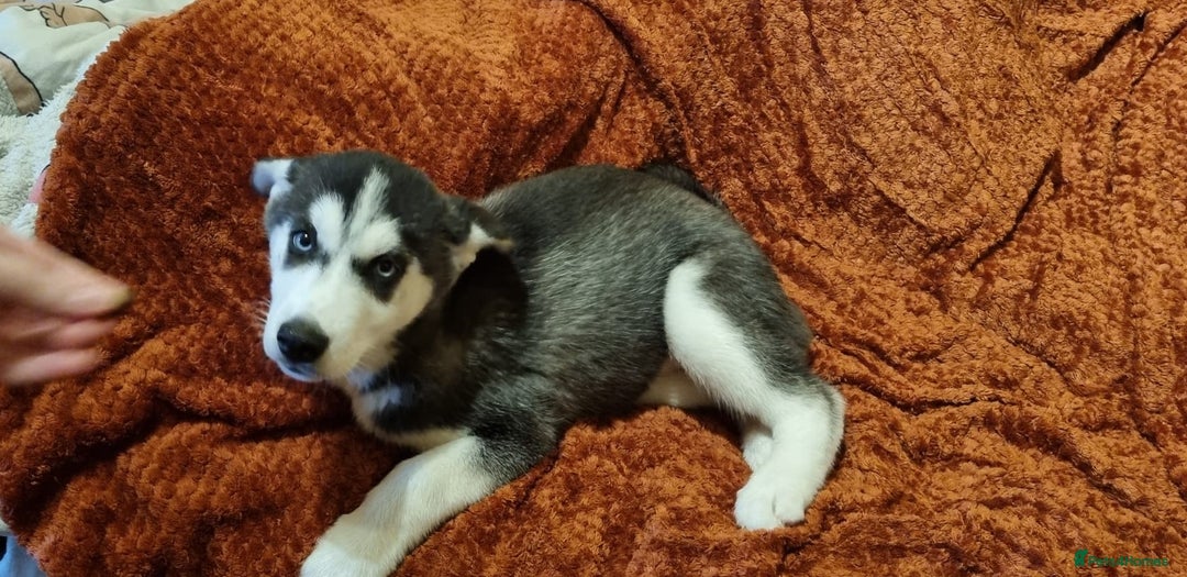 Siberian Husky dogs for sale: 2 Beautiful Husky Girls from loving family - Image 2