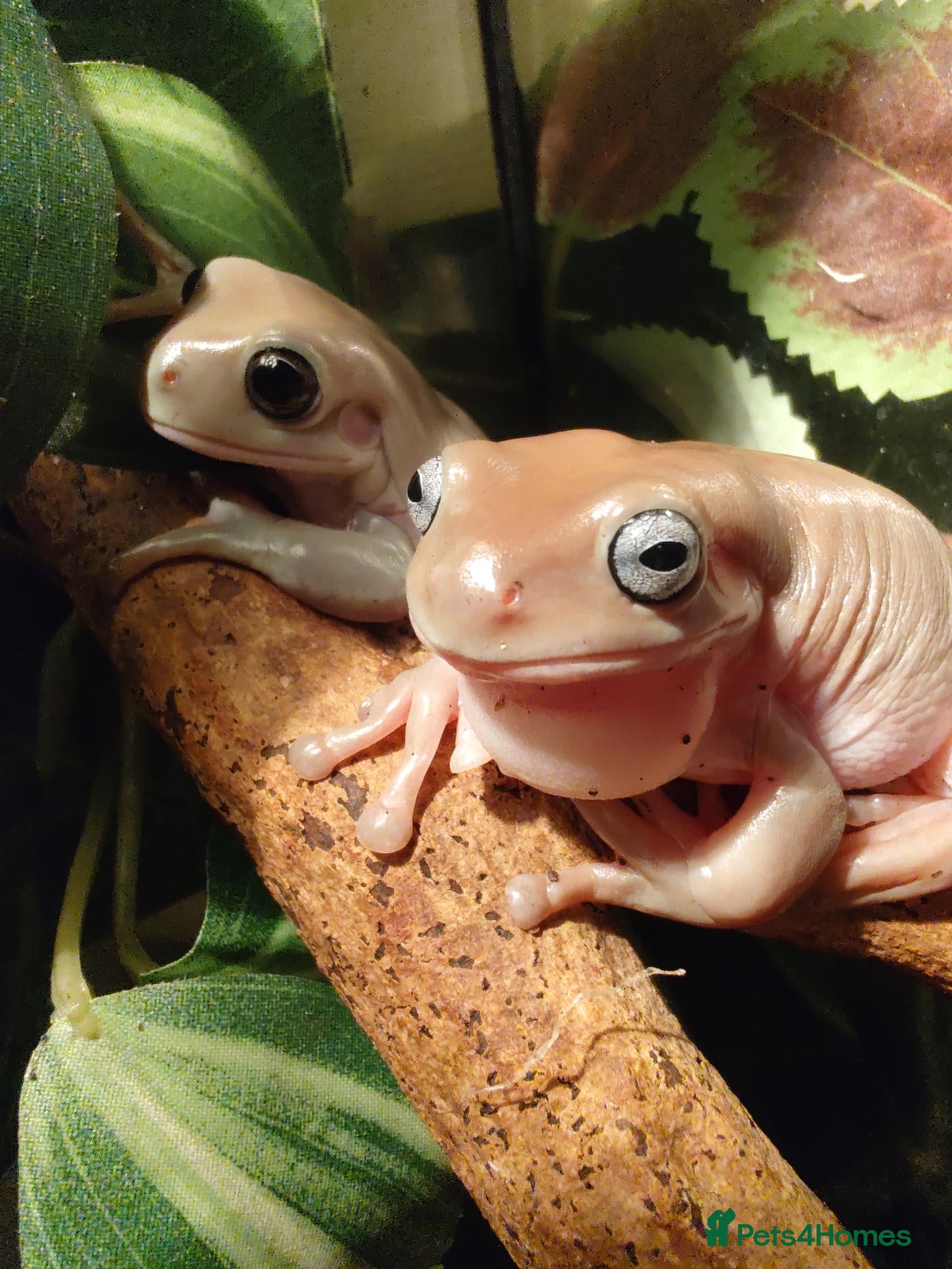 Frog reptiles for sale: Two green tree frogs with enclosure and lamp - Advert 11