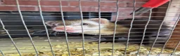 Ferret rodents for sale: Ferrets silver jills x2  - Advert 12