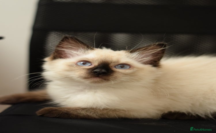 Ragdoll cats - Advert 4