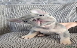 French Bulldog dogs for sale: luxury frenchies - Image 4