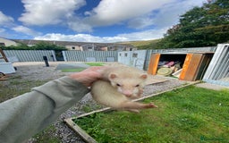 Ferret rodents for sale: Ferrets for sale - Image 2