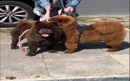 Chow Chow dogs for sale: Chow chow nation  - Image 1