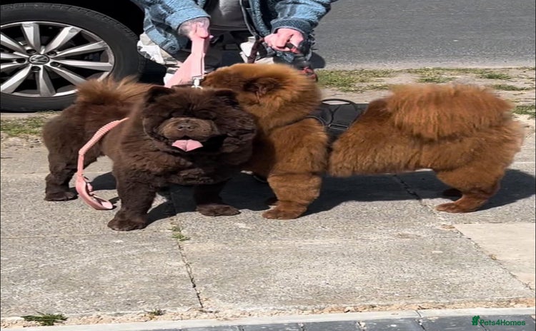 Chow Chow dogs - Advert 1