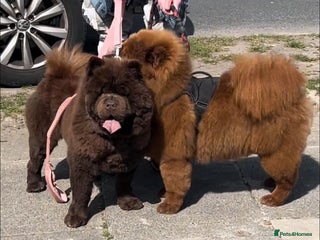 Chow Chow dogs - Advert 20