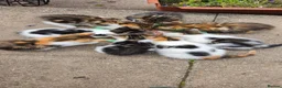 Mixed Breed cats for sale: Beatifull cittens - Advert 10