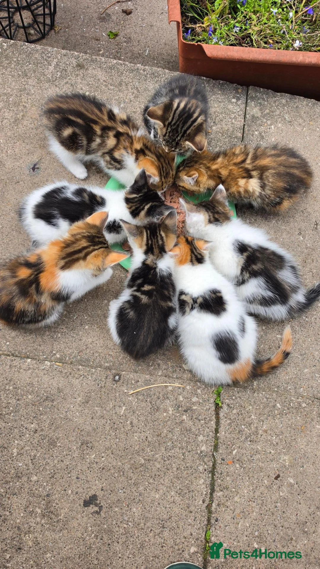 Mixed Breed cats for sale: Beatifull cittens - Advert 10