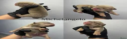 English Bulldog dogs for sale: 9 beautiful 5 ⭐️ English bulldogs  - Advert 12