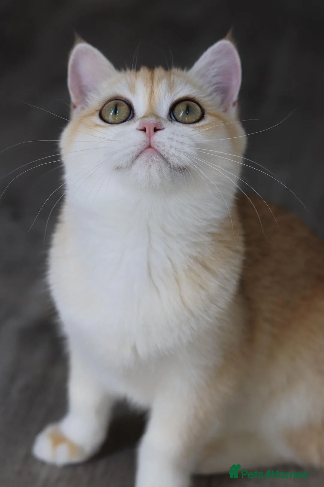British Shorthair cats for sale: Beautiful GCCF Golden Ny12 British Shorthair Girl  - Advert 1