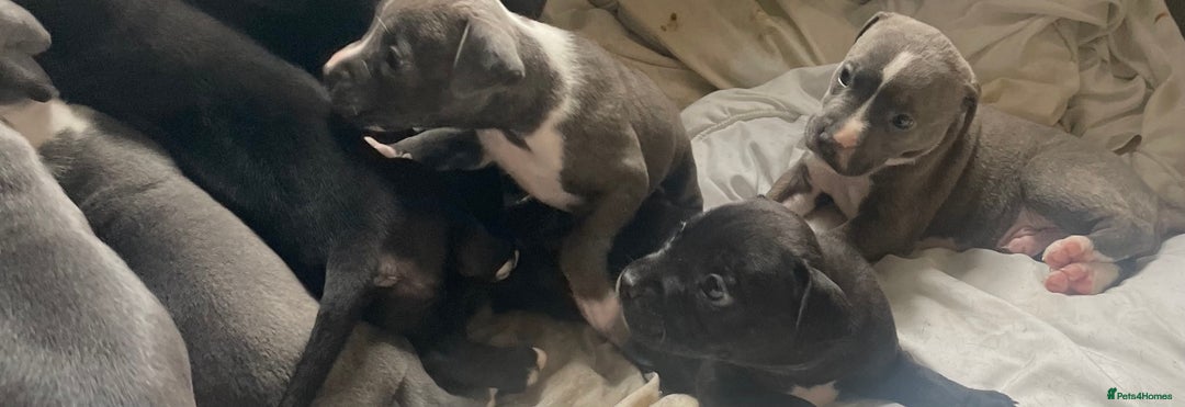 Staffordshire Bull Terrier dogs for sale: Original "Old-Blood" Black/Blue Staff pups *RARE* - Image 12