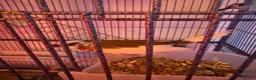 Finches birds for sale: 5 finches and 1 Canary  - Advert 7