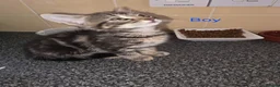 Mixed Breed cats for sale: Kittens looking for their forever homes - Advert 3