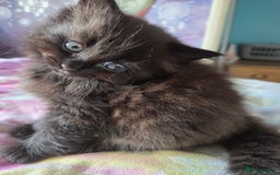 Ragdoll cats for sale: 2 x female 1/2 ragdoll kittens.  Gorgeous colours - Image 6