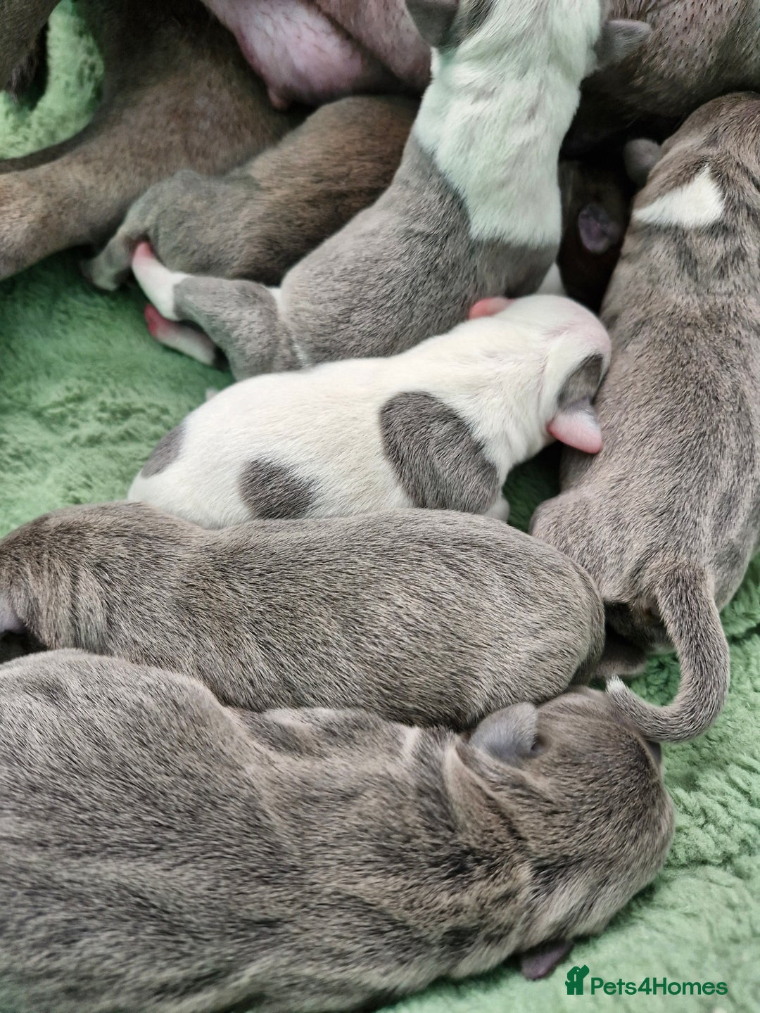 Staffordshire Bull Terrier dogs for sale: Stunning litter of Staffy Pups - Image 5