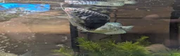 Other/Mixed Breed fish for sale: Tropical fish  in Newcastle upon Tyne - Advert 4