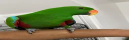Parrots birds for sale: Tame and talkative eclectus parrot  - Advert 1
