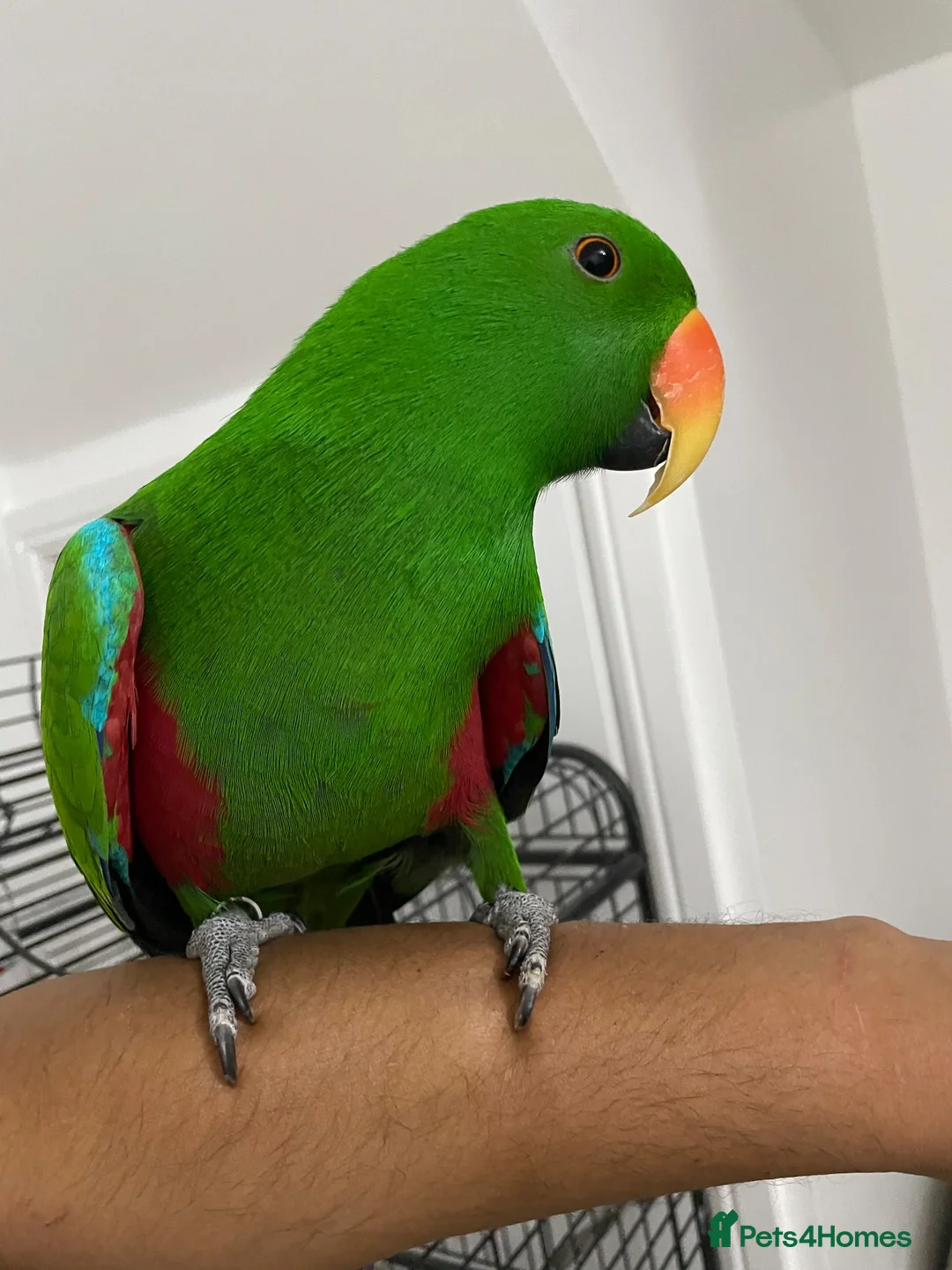 Parrots birds for sale: Tame and talkative eclectus parrot  - Advert 1