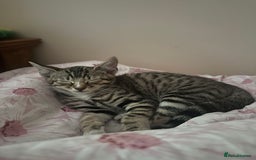 Bengal cats for sale: Half bengal kitten looking for her forever home - Image 6