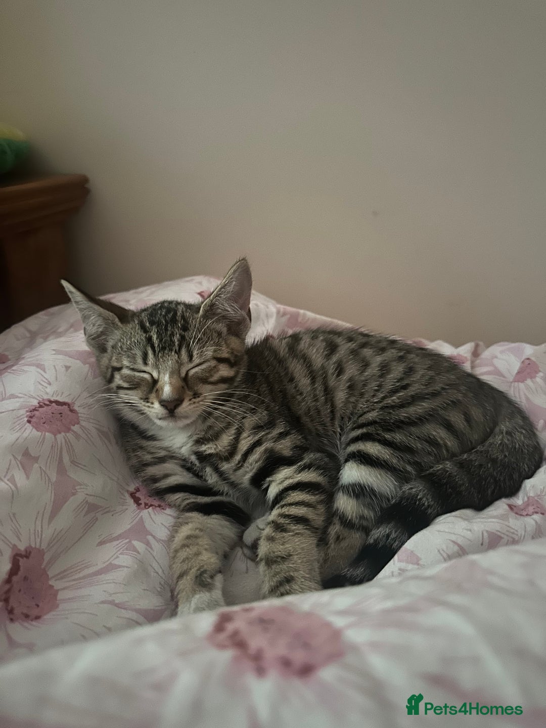 Bengal cats for sale: Half bengal kitten looking for her forever home - Image 6