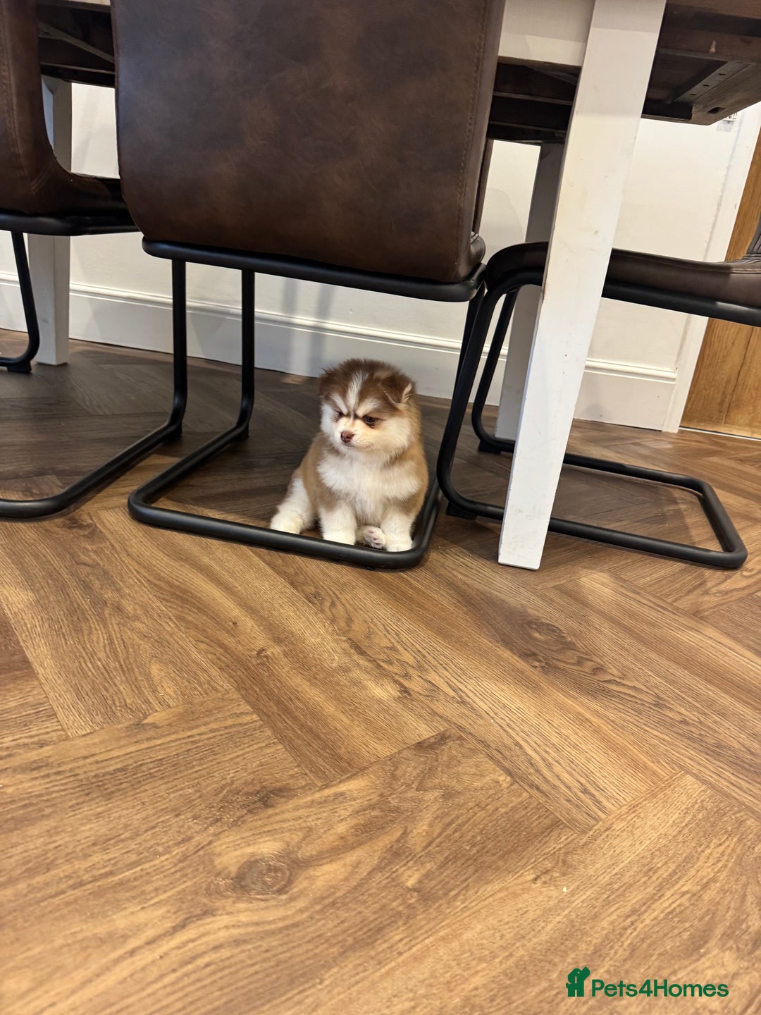 Pomsky dogs for sale: Lilac sired F2 masked Pomsky blue eyes  - Advert 24