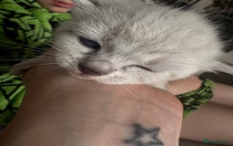 Bengal cats for sale: REDUCED Snow BengalS 1 REMAINING FEMALES REDUCED in Hook - Image 9